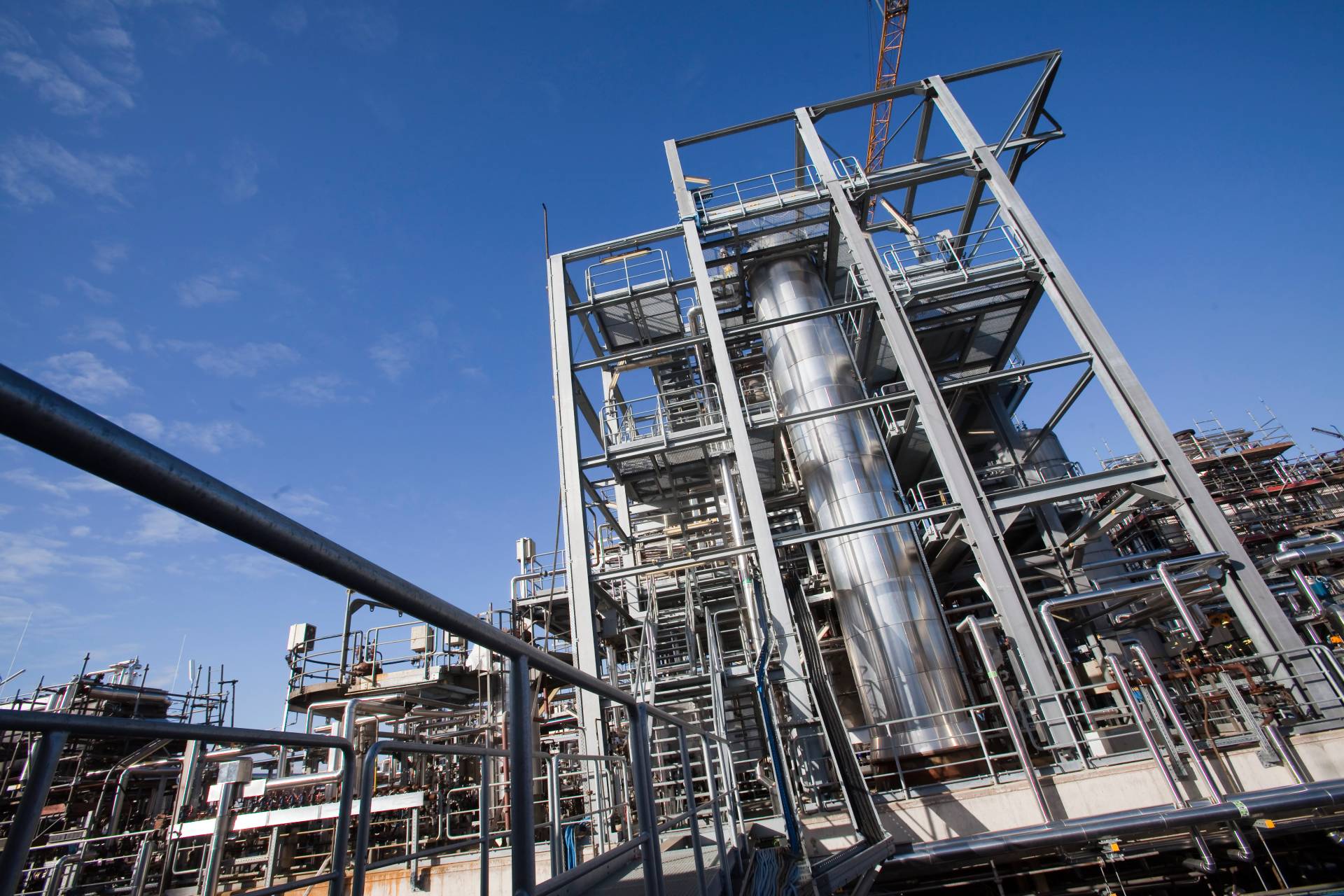 Picture of a Hywax Plant